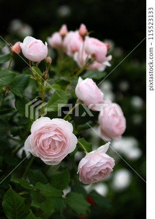 Early summer roses, the pure Claire Austin 115523133