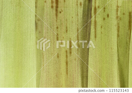 Young bamboo bark [background material] 115523143