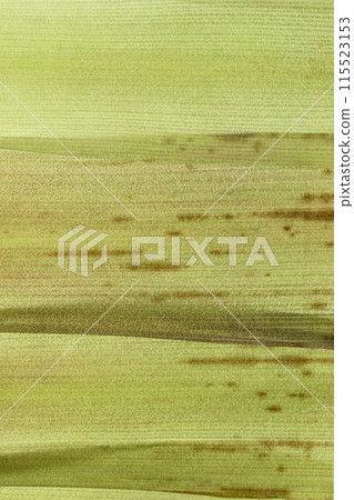 Young bamboo bark [background material] 115523153