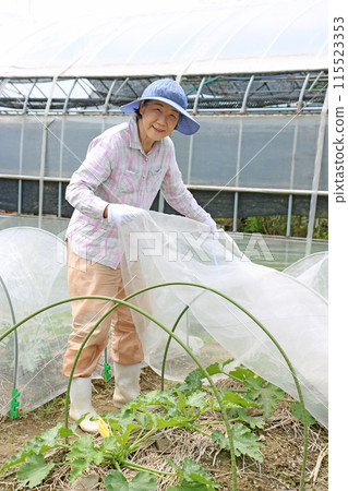 A silver-haired woman putting insect netting over a zucchini A silver-haired woman putting insect netting over a zucchini 115523353