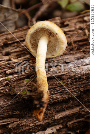 Mushrooms growing in autumn forests: Kuritake mushrooms Mushrooms growing in autumn forests: Kuritake mushrooms 115523633