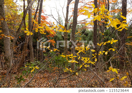 Myoko City, Niigata Prefecture, Forest around Sasaga Mine, Autumn foliage scenery Myoko City, Niigata Prefecture, Forest around Sasaga Mine, Autumn foliage scenery 115523644