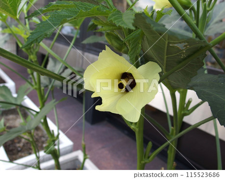 Okra flower, summer vegetables, plants, home garden 115523686