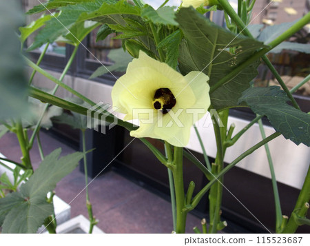 秋葵 秋葵花 夏日蔬菜 蔬菜 檸檬黃 115523687