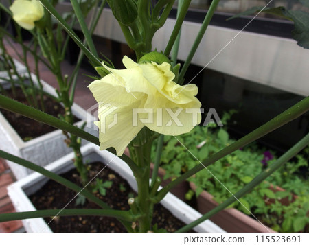 Okra flower, summer vegetable, home garden, lemon yellow Okra flower, summer vegetable, home garden, lemon yellow 115523691