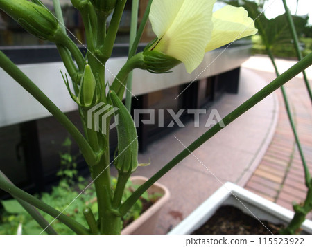 Okra flower, summer vegetable, home garden, lemon yellow, okra 115523922