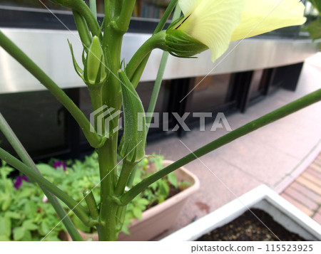 Okra Okra flower Lemon yellow 115523925