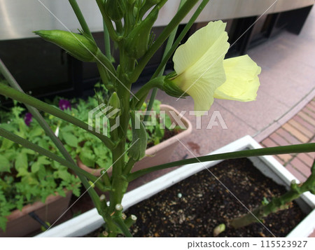 Okra, okra flower, summer vegetables, home garden, lemon yellow 115523927