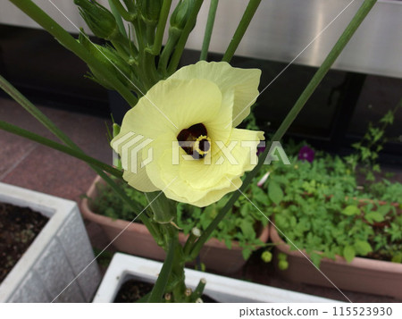 Okra flower, lemon yellow, home garden, summer vegetables 115523930