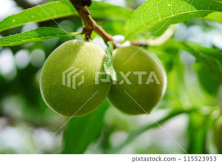 Unripe peach fruit 20240502 115523953