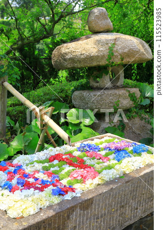 Kazahaya no Sato Hydrangea Festival Hydrangeas in full bloom Kazahaya no Sato Hydrangea Festival Hydrangeas in full bloom 115523985