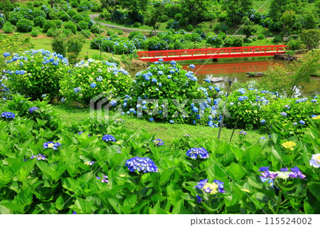 Kazahaya no Sato Hydrangea Festival Hydrangeas in full bloom 115524002