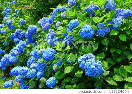 Kazahaya no Sato Hydrangea Festival Hydrangeas in full bloom 115524004