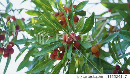 Fruit of a bamboo grove 115524147