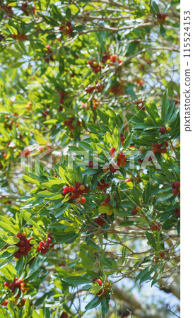 Fruit of a bamboo grove Fruit of a bamboo grove 115524153