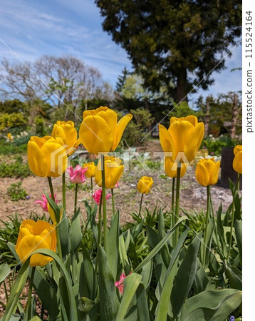 Yellow tulip 115524164