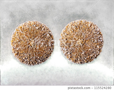 Diatomite A light porous diatomite composed of fossilized diatoms levitating to display its use in 115524280