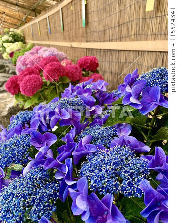 盛開的繡球花（日本繡球花展）<片原溫泉繡球花村/愛知縣蒲郡市> 115524341