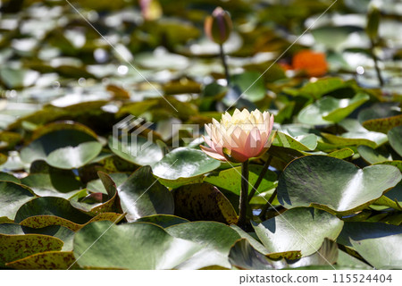 睡蓮花初夏花卉形象 睡蓮花初夏花卉形象 115524404
