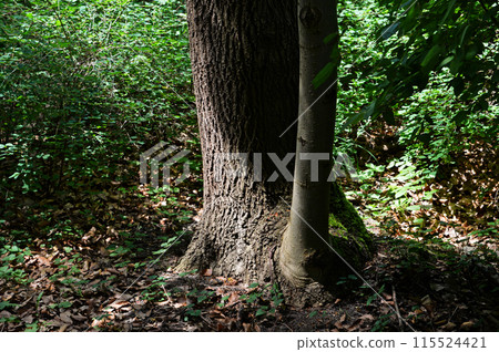Photo of a tree trunk. Cracks and lichens on the surface of the trunk. 115524421