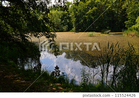 Reeds in the water, light waves in the sunlight, a cozy spot of the park, a reed in the middle of the lake 115524426