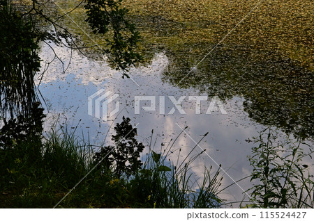 the lake is covered with leaves, the background is natural 115524427