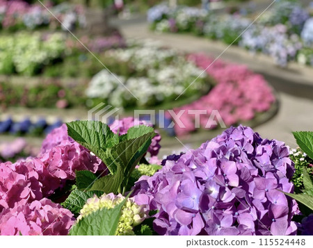 Hydrangea garden in full bloom (Katahara Onsen Hydrangea Village/Gamagori City, Aichi Prefecture) Hydrangea garden in full bloom (Katahara Onsen Hydrangea Village/Gamagori City, Aichi Prefecture) 115524448