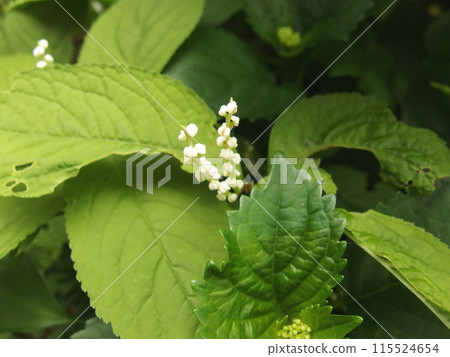 Futari Shizuka Futarishizuka 野花 花朵 葉子 115524654