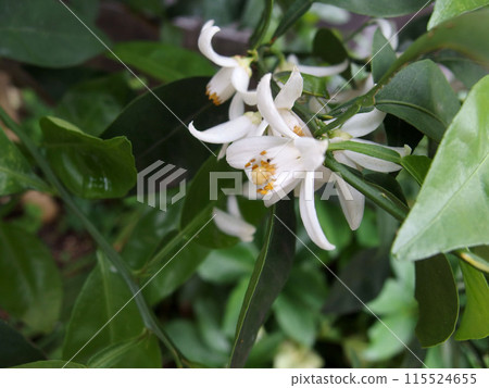 須鰍花，須鰍，柑橘花，盛開，白花 115524655