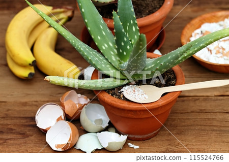 Crushed eggshells and banana peels enrich the soil with calcium and other elements for plants. Crushed eggshells and banana peels enrich the soil with calcium and other elements for plants. 115524766