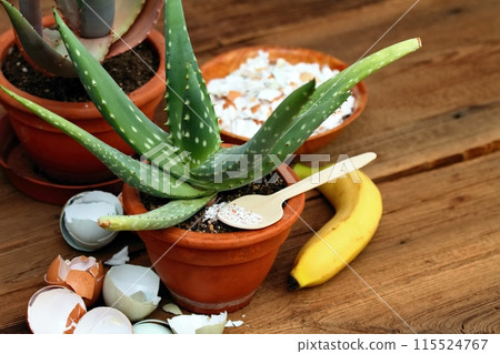 Crushed eggshells and banana peels enrich the soil with calcium and other elements for plants. Crushed eggshells and banana peels enrich the soil with calcium and other elements for plants. 115524767