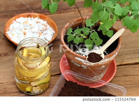 Crushed eggshells, coffee ground and banana peels enrich the soil. Isodon, lat. Isodon rubescens, chinese traditional herb in a pot. Crushed eggshells, coffee ground and banana peels enrich the soil. Isodon, lat. Isodon rubescens, chinese traditional herb in a pot. 115524769