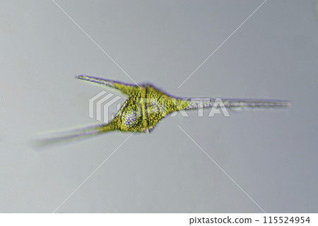 Flagellate Horned Moth 115524954