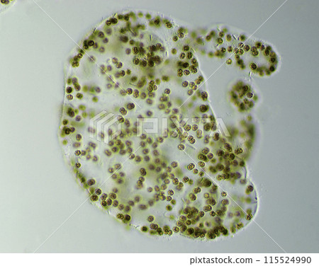 Cyanobacteria Microcystis 115524990