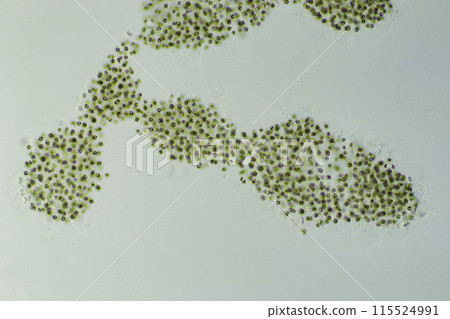 藍綠藻微囊藻 115524991