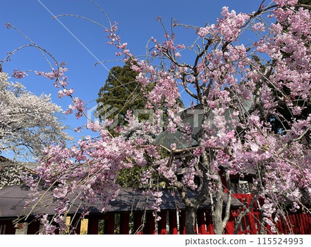 Cherry blossoms in full bloom in the shrine grounds 115524993