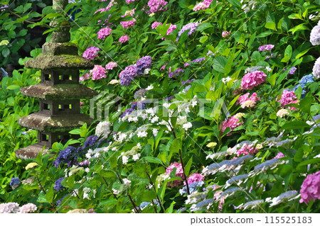 Early summer at Hasedera Temple in Kamakura, a stone tower looks great on a slope of hydrangeas 115525183