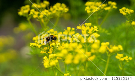 Bee sit on a flower Bee sit on a flower 115525184