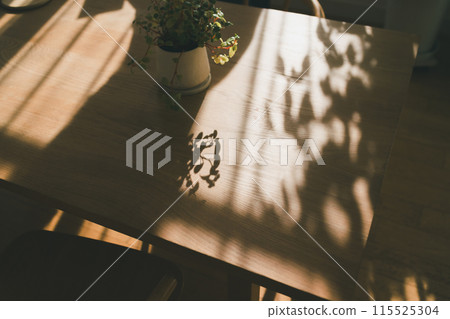 Houseplants on the dining table Houseplants on the dining table 115525304