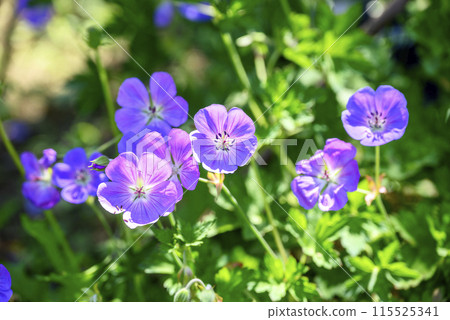 天竺葵 紫色 夏季花卉 圖像 115525341