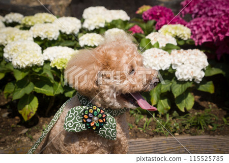 繡球花和狗 115525785