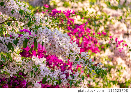 Bougainvillea buttiana, flowering plant, Barichara Santander department, Colombia Bougainvillea buttiana, flowering plant, Barichara Santander department, Colombia 115525798