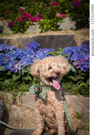 Hydrangea and dog Hydrangea and dog 115525804