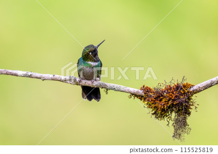 Tourmaline sunangel (Heliangelus exortis), species of hummingbird. Cundinamarca department. Wildlife and birdwatching in Colombia Tourmaline sunangel (Heliangelus exortis), species of hummingbird. Cundinamarca department. Wildlife and birdwatching in Colombia 115525819
