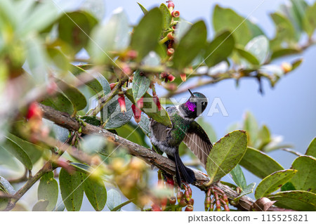 Tourmaline sunangel (Heliangelus exortis), species of hummingbird. Cundinamarca department. Wildlife and birdwatching in Colombia Tourmaline sunangel (Heliangelus exortis), species of hummingbird. Cundinamarca department. Wildlife and birdwatching in Colombia 115525821