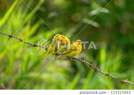 Bird Saffron finch (Sicalis flaveola). Santander department. Wildlife and birdwatching in Colombia Bird Saffron finch (Sicalis flaveola). Santander department. Wildlife and birdwatching in Colombia 115525841