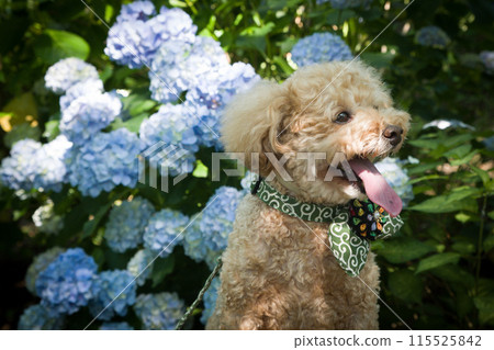 Hydrangea and dog Hydrangea and dog 115525842