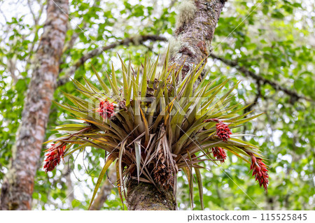 Tillandsia fendleri, species of flowering plant. Cundinamarca Department, Colombia Tillandsia fendleri, species of flowering plant. Cundinamarca Department, Colombia 115525845