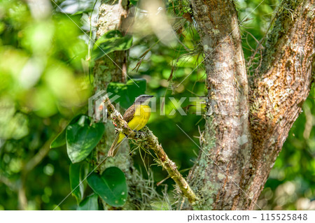 Tropical kingbird (Tyrannus melancholicus), Barichara Santander department. Wildlife and birdwatching in Colombia. Tropical kingbird (Tyrannus melancholicus), Barichara Santander department. Wildlife and birdwatching in Colombia. 115525848