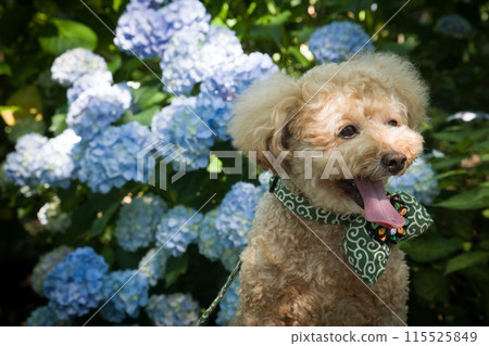 Hydrangea and dog Hydrangea and dog 115525849
